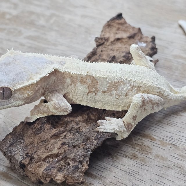 릴리화이트 세이블 크림