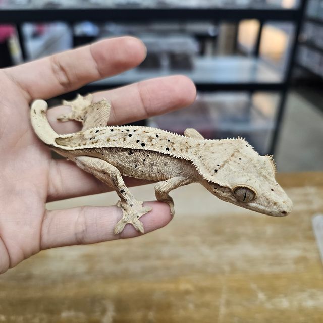 크림 달마시안 옐로우