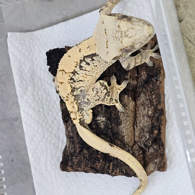 익스트림할리퀸 트라이