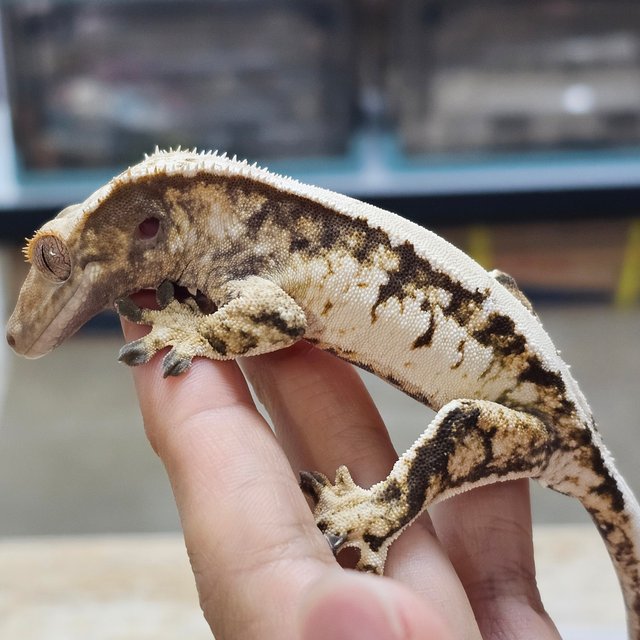 트라이 익스트림할리퀸