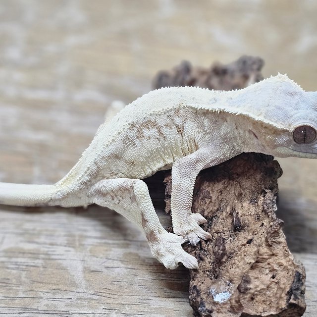 릴리화이트 세이블 크림