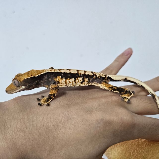 트라이