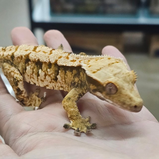 트라이 익스트림할리퀸