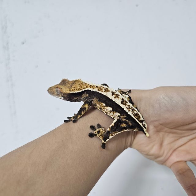 블랙 트라이