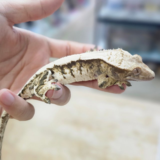 트라이 익스트림할리퀸