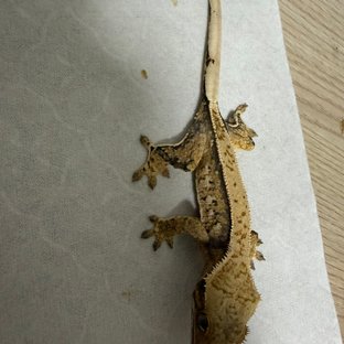 트라이 핀스트라이프