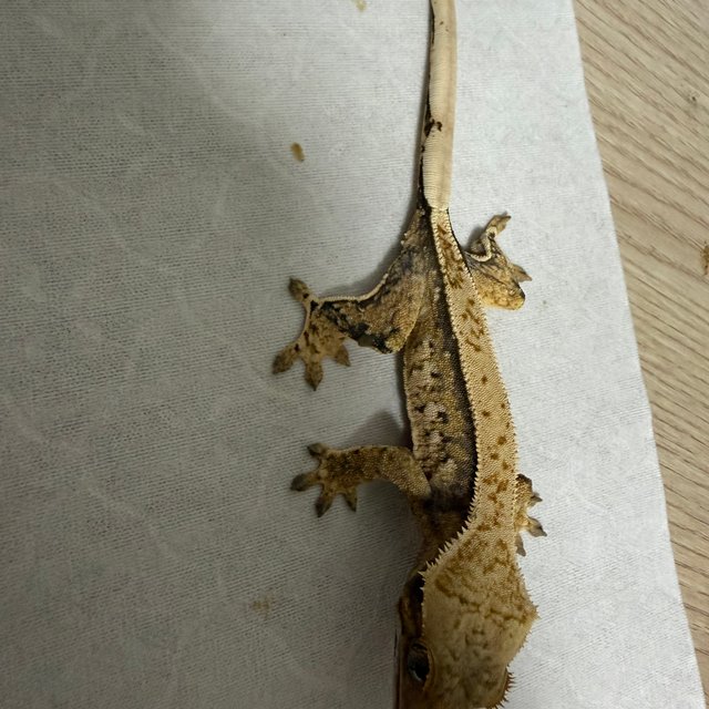 트라이 핀스트라이프