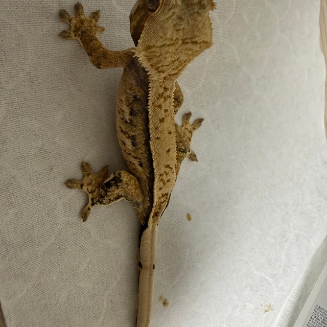 트라이 핀스트라이프