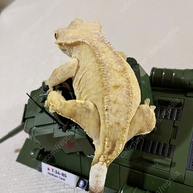 노멀 벅스킨