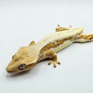 크림 릴리화이트