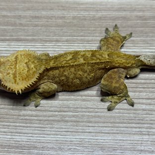 스트로베리 레드 노멀 패턴리스