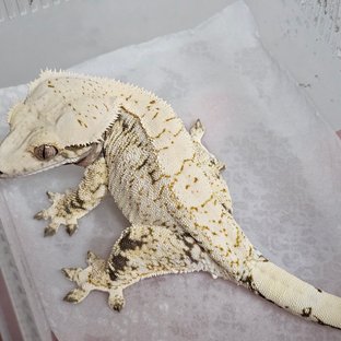 화이트포트홀 화이트스팟 할리퀸 노멀 트라이 화이트