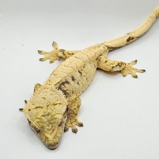 노멀 트라이 할리퀸 화이트스팟