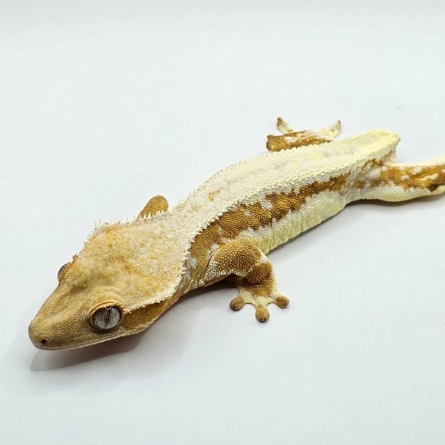 크림 릴리화이트