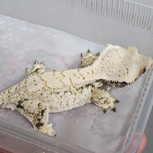 화이트포트홀 화이트스팟 할리퀸 노멀 트라이 화이트