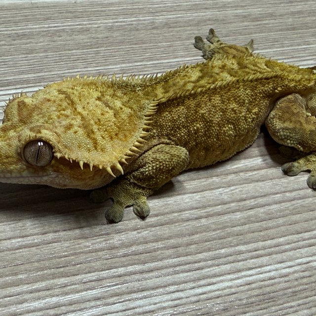 스트로베리 레드 노멀 패턴리스