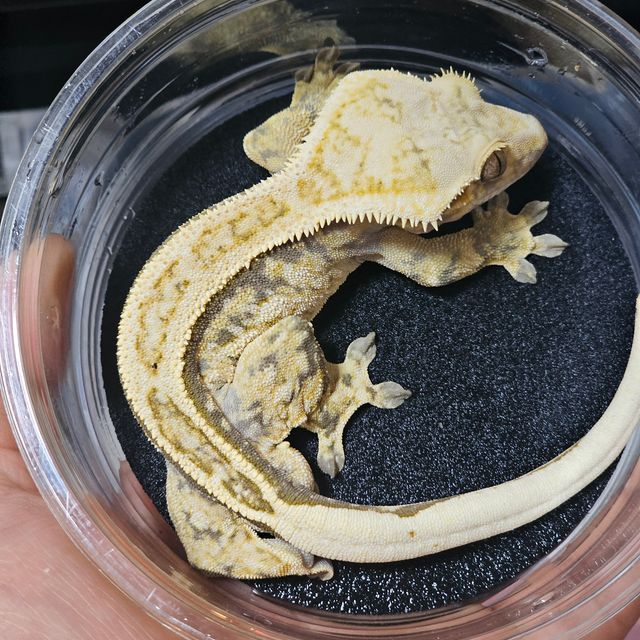 트라이 엠티백 풀핀