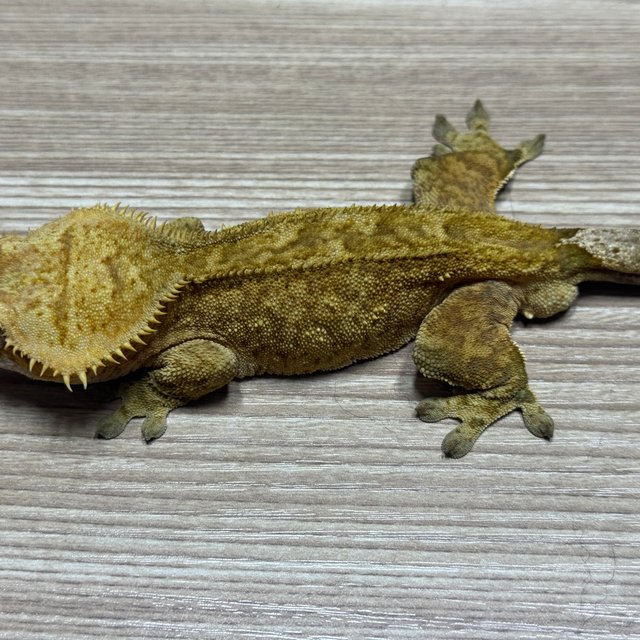 스트로베리 레드 노멀 패턴리스