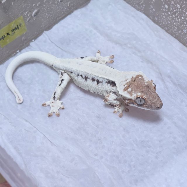 프라푸치노