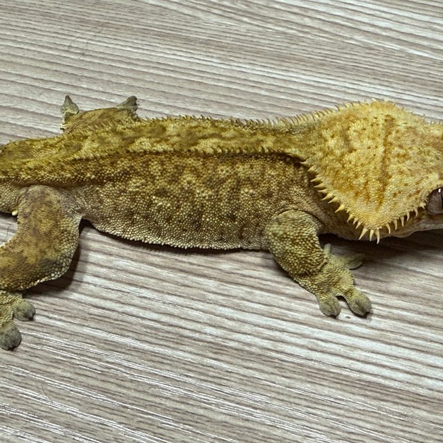 스트로베리 레드 노멀 패턴리스