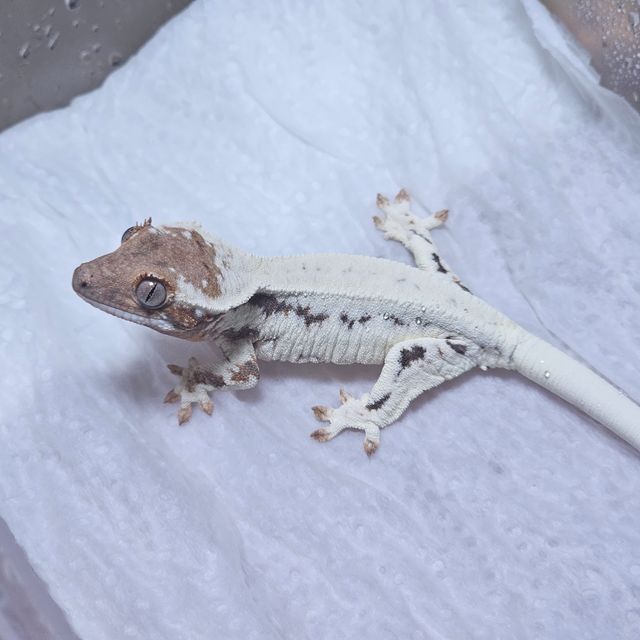 프라푸치노