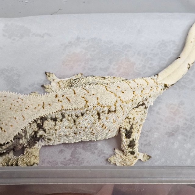 화이트포트홀 화이트스팟 할리퀸 노멀 트라이 화이트