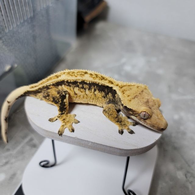노멀 풀핀