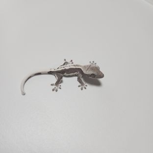 릴잔틱