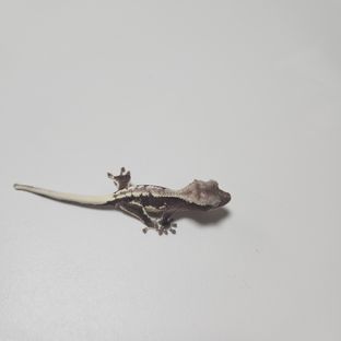 릴잔틱