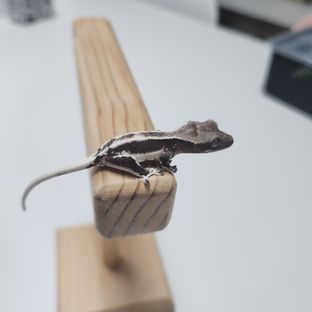 릴잔틱