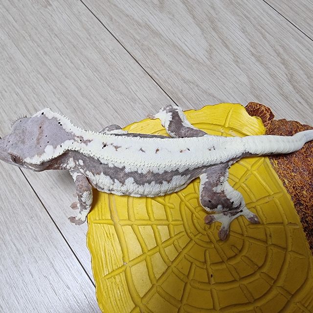 프라푸치노