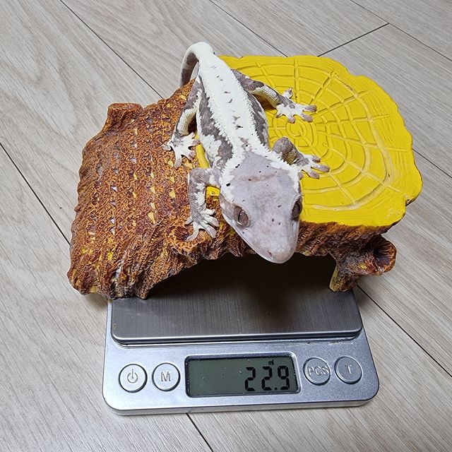 프라푸치노