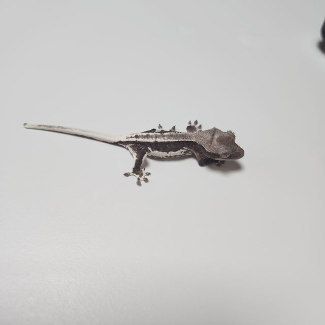 릴잔틱