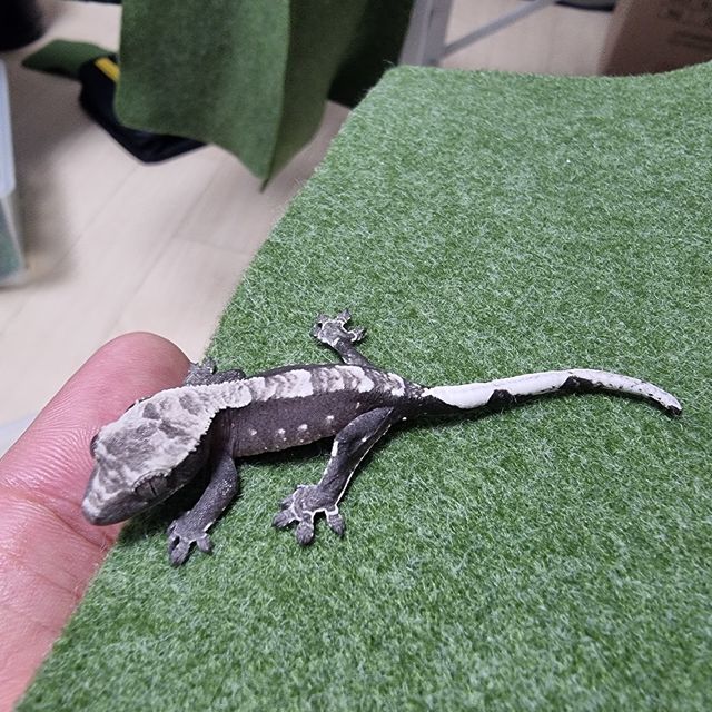 아잔틱