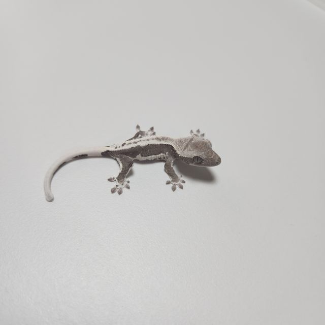릴잔틱