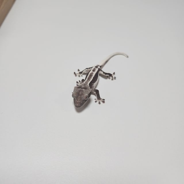 릴잔틱