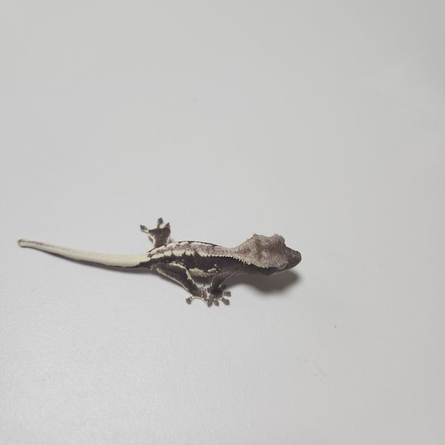 릴잔틱