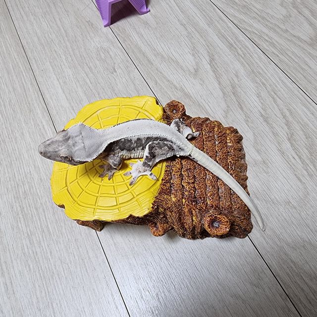 릴리화이트