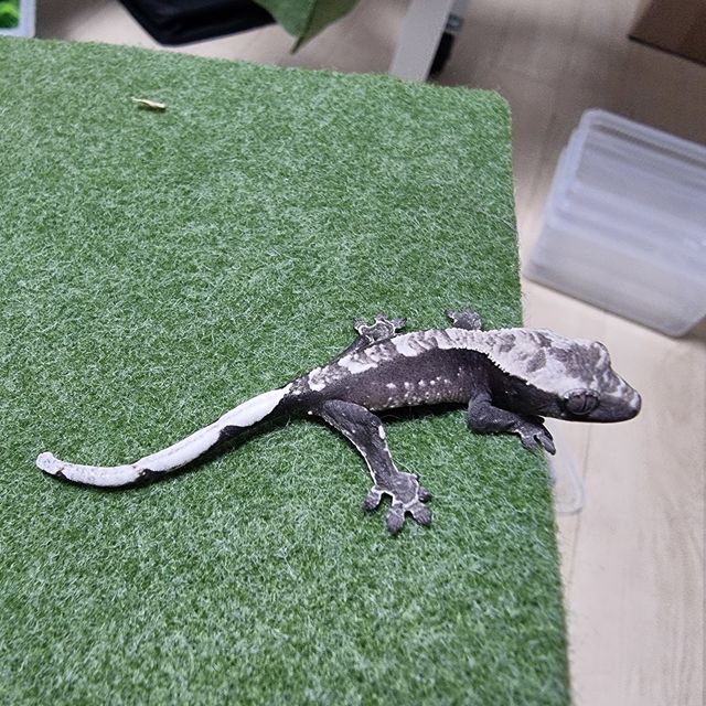 아잔틱