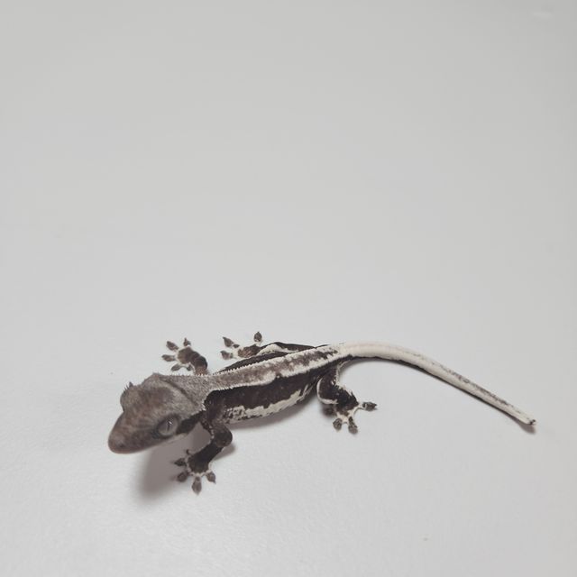 릴잔틱