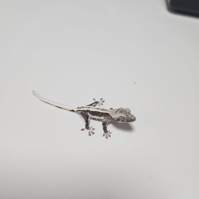 릴잔틱