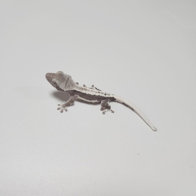 릴잔틱