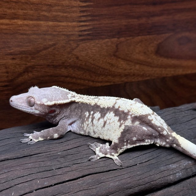 카푸치노 드리피 화이트스팟 화이트크라운