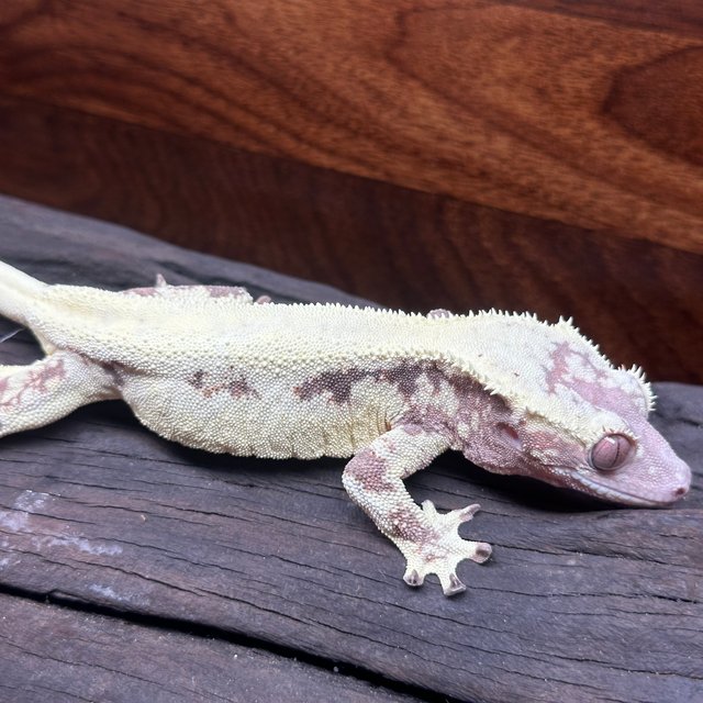 프라푸치노 솔리드백