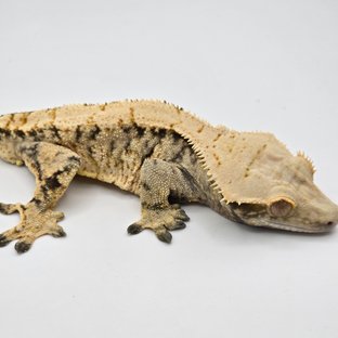 트라이 익스트림할리퀸