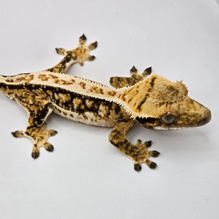 쿼드 풀핀 트라이