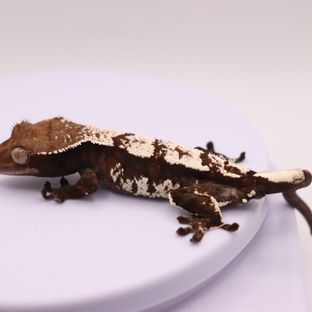 세이블