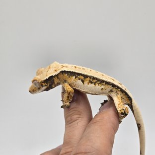 핀스트라이프 풀핀 쿼드 트라이