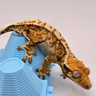 트라이 익스트림할리퀸 화이트스팟 화이트포트홀