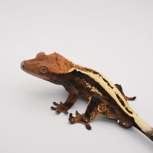 킹